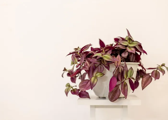 Free Parking Sudio * Tirana