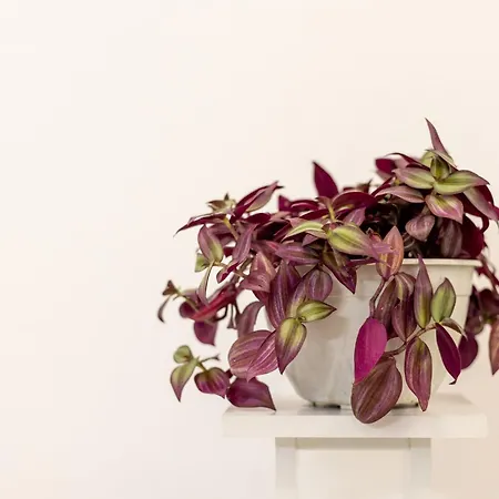 Free Parking Sudio * Tirana